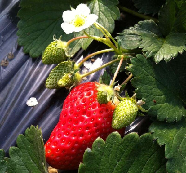 【郡山・須賀川・白河エリア発】 味覚と彩り!春のいばらき大周遊~水戸の梅まつりといちご狩り食べ放題~(日帰り)2